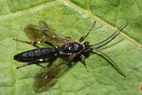 Coelichneumon desinatorius